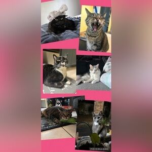 PET FRIENDLY HOME | NON SMOKING